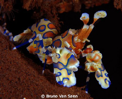 Probably one of the most Harlequin shrimps captured on pi... by Bruno Van Saen 